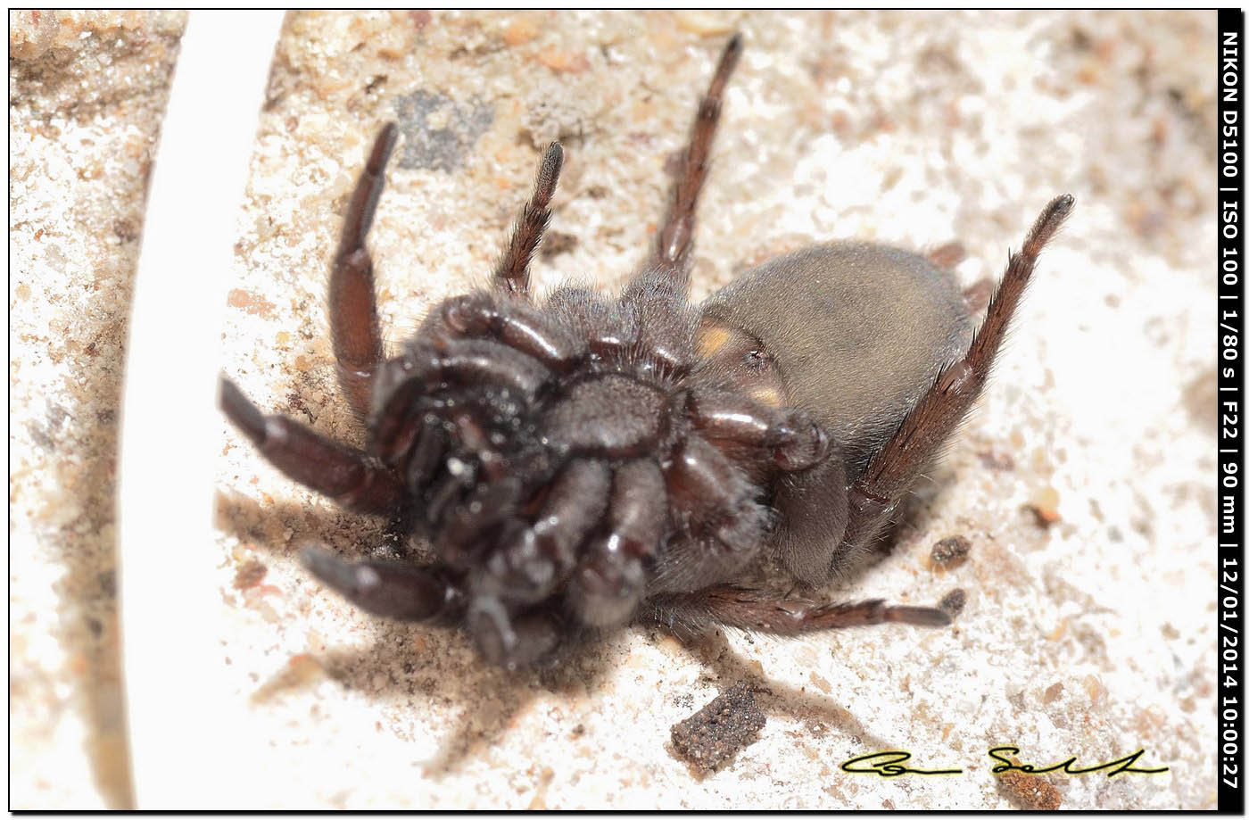 Trachyzelotes sp.? No. Scotophaeus scutulatus - Alghero (SS)